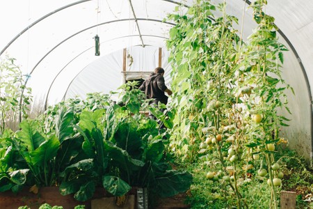 Man garndeing in a greenhouse.